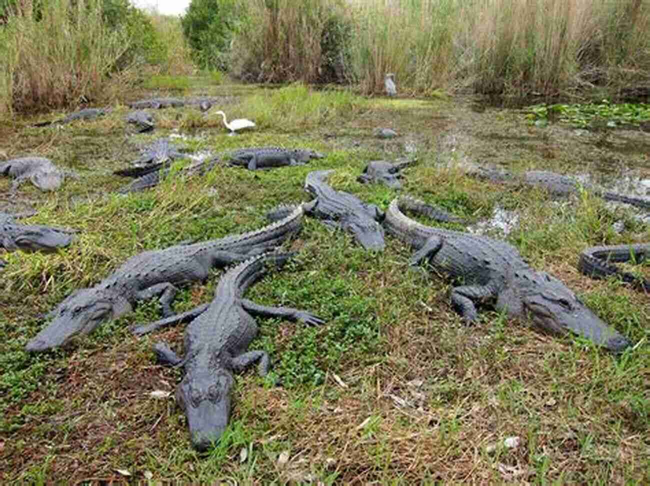 Everglades Get Up Close With Alligators And Explore The Unique Ecosystem Of The Everglades National Park Miami Travel Guide 2021 : 20 Cool Things To Do During Your Trip To Miami