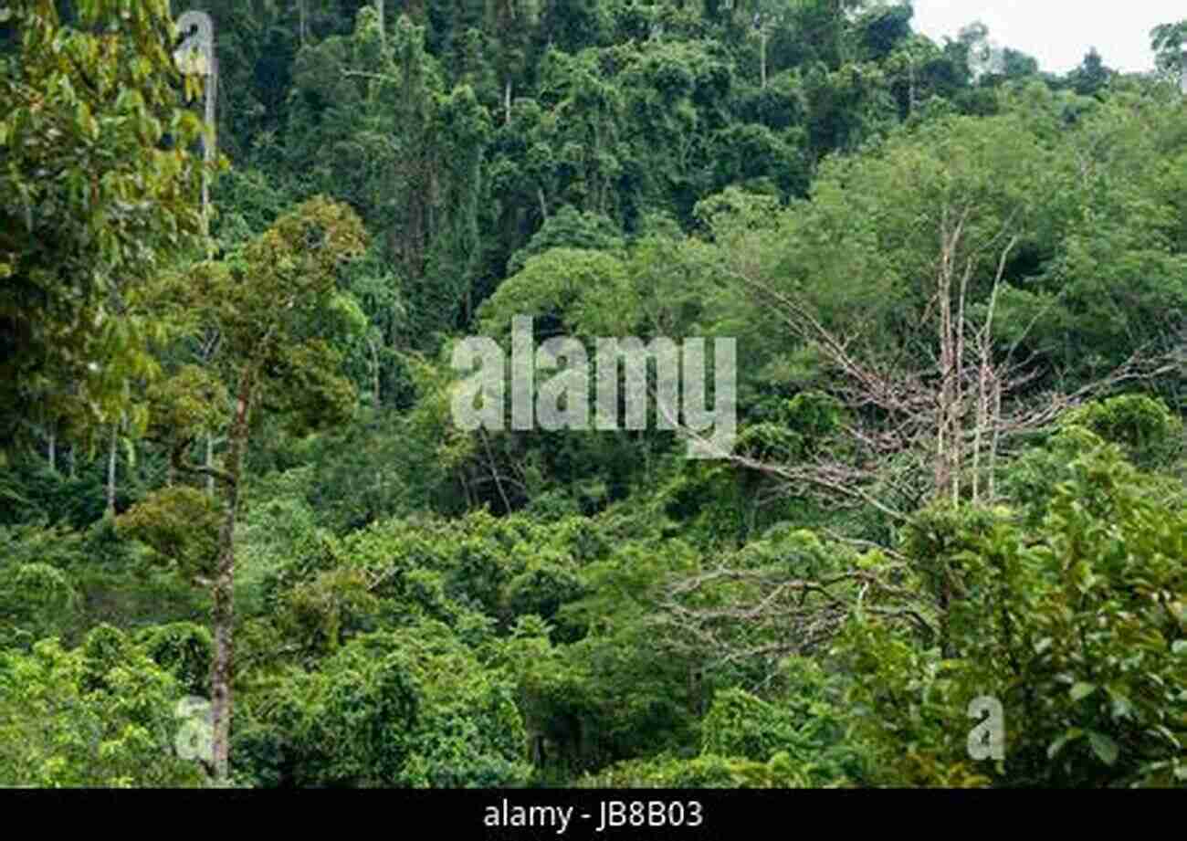 Explore The Lush Jungles Of Southeast Asia Lazy Traveller Blog: A Journey Through Thailand Myanmar And Cambodia