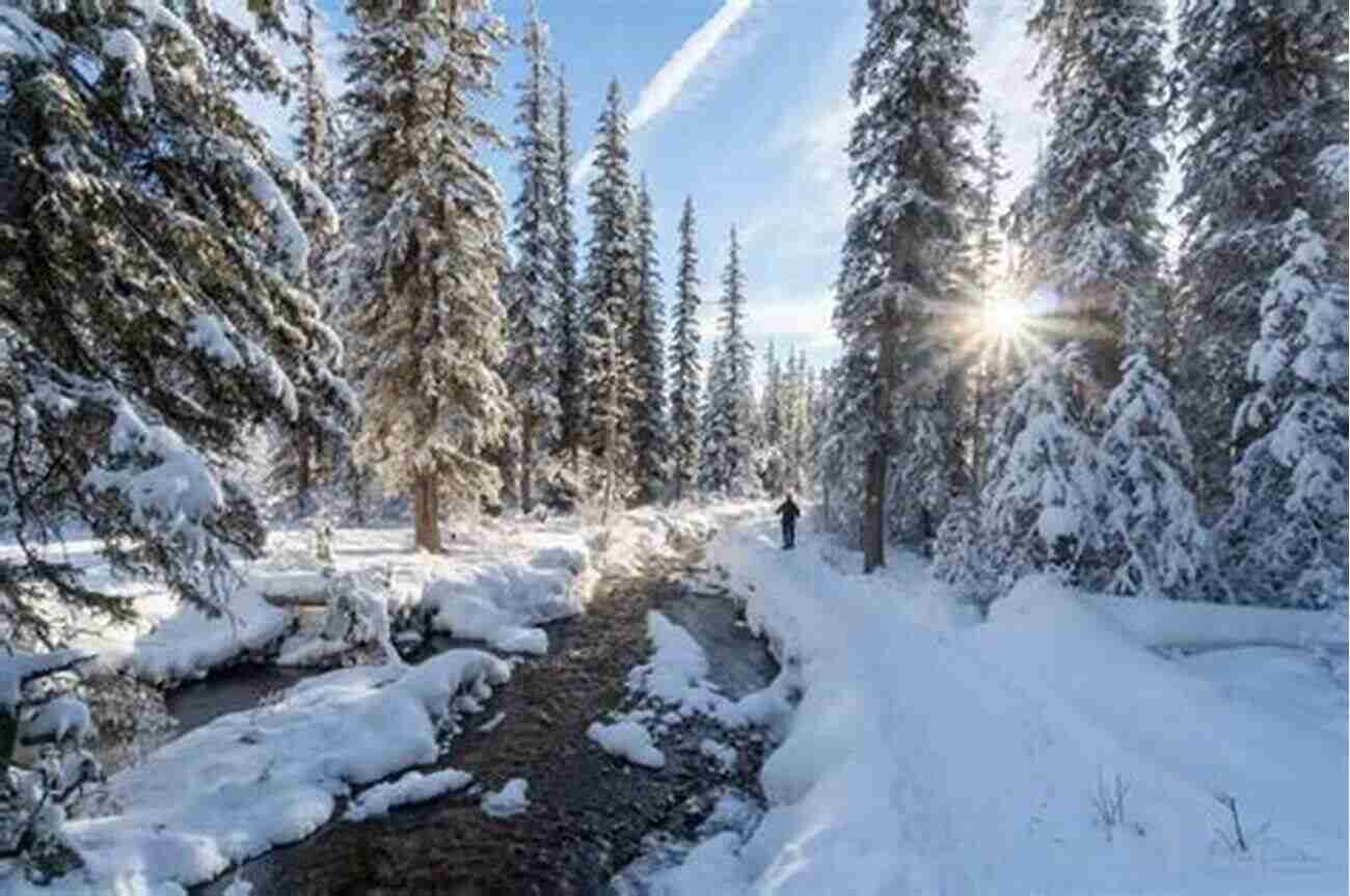 Exploring The Majestic Boreal Forest: A Captivating Wilderness Adventure Paddling The Boreal Forest: Rediscovering A P Low