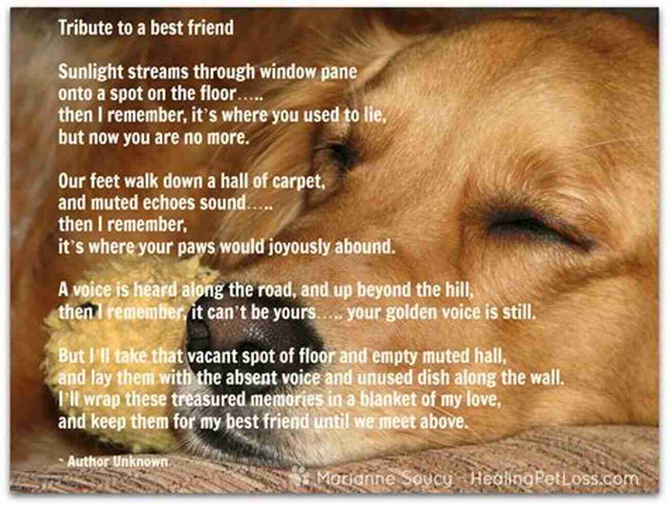 Finding Comfort After Losing Your Pet Saying Goodbye To Your Angel Animals: Finding Comfort After Losing Your Pet