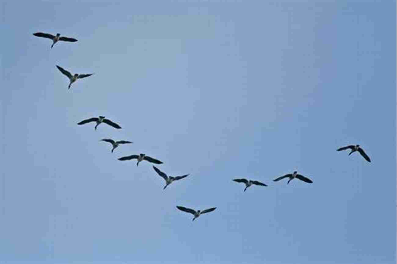 Flock Of Birds Flying In Formation Darwin S Unfinished Business: The Self Organizing Intelligence Of Nature