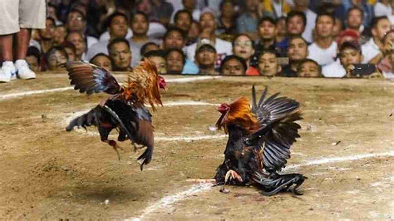 Gathering At A Cockfight: Southern Louisiana's Tradition Of Passionate Contests Bayou Country Bloodsport: The Culture Of Cockfighting In Southern Louisiana