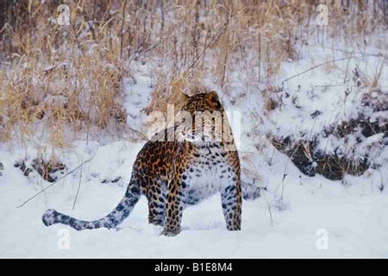 Gorgeous Amur Leopard Standing In The Snow ENDANGERED: Undefended Species Threatened With Extinction