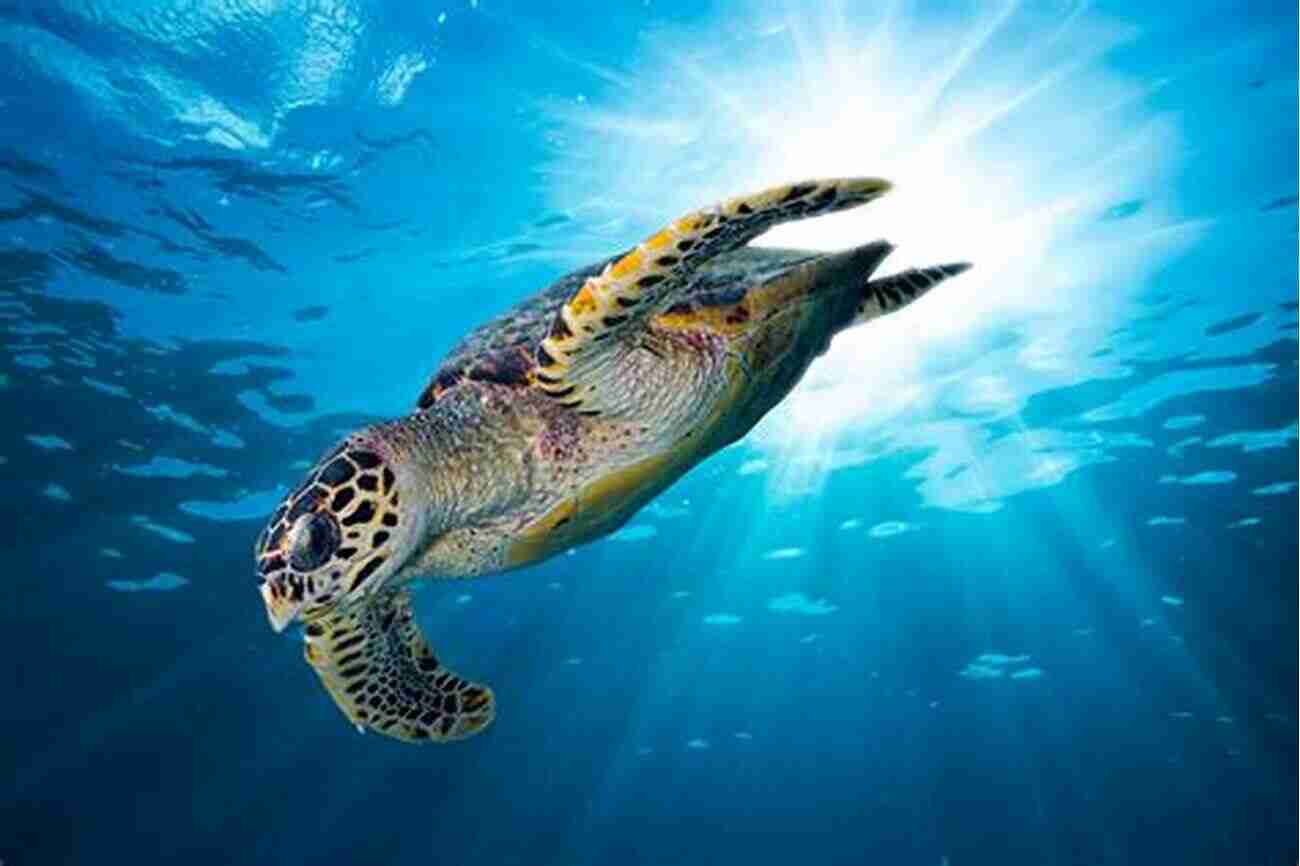 Gorgeous Hawksbill Sea Turtle Swimming In Clear Blue Water ENDANGERED: Undefended Species Threatened With Extinction