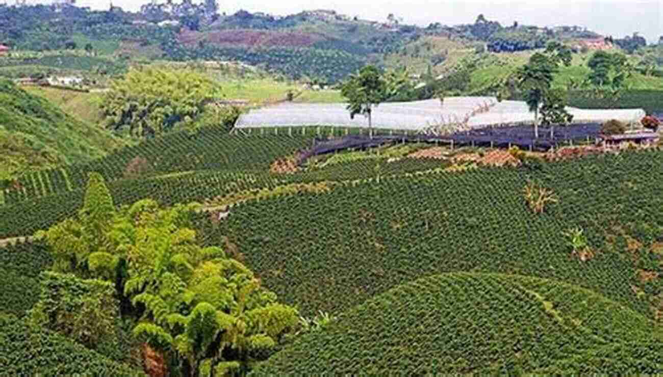 Gorgeous Coffee Plantation In The Coffee Triangle Colombia Travel Guide: Top Things To See And Do In Colombia : The Best Colombia Travel Guide For Visiting Colombia