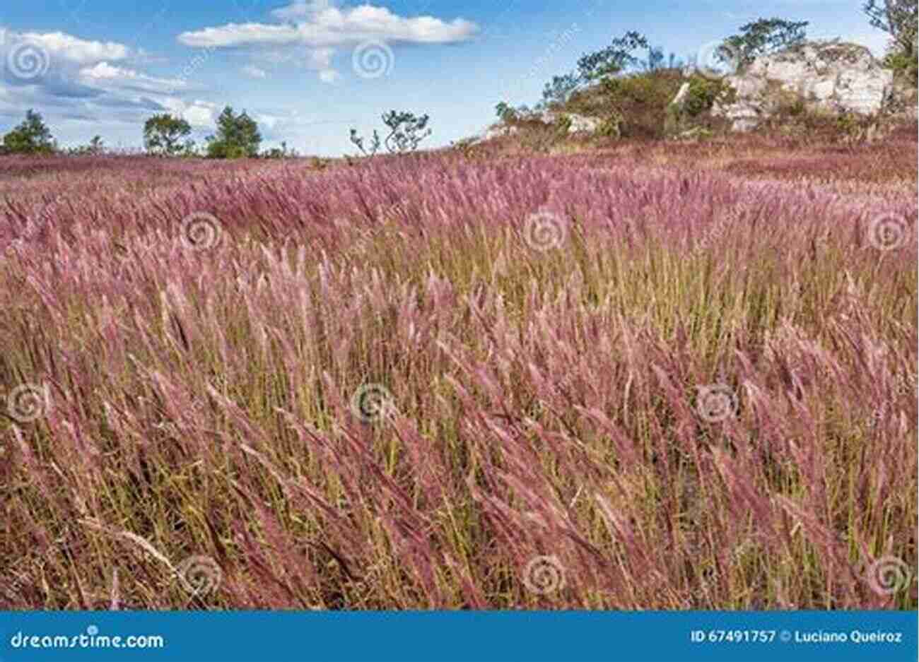 Graceful Grass Dancing In The Wind Grasses And Grassland Ecology David J Gibson