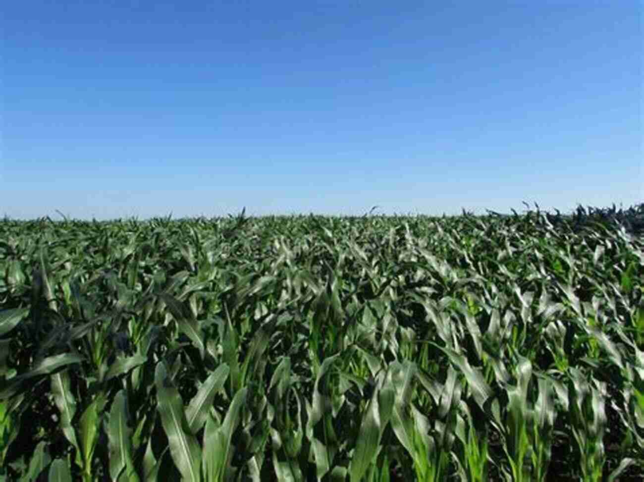 Grain Fields Stretching Far Into The Horizon The New Bread Basket: How The New Crop Of Grain Growers Plant Breeders Millers Maltsters Bakers Brewers And Local Food Activists Are Redefining Our Daily Loaf