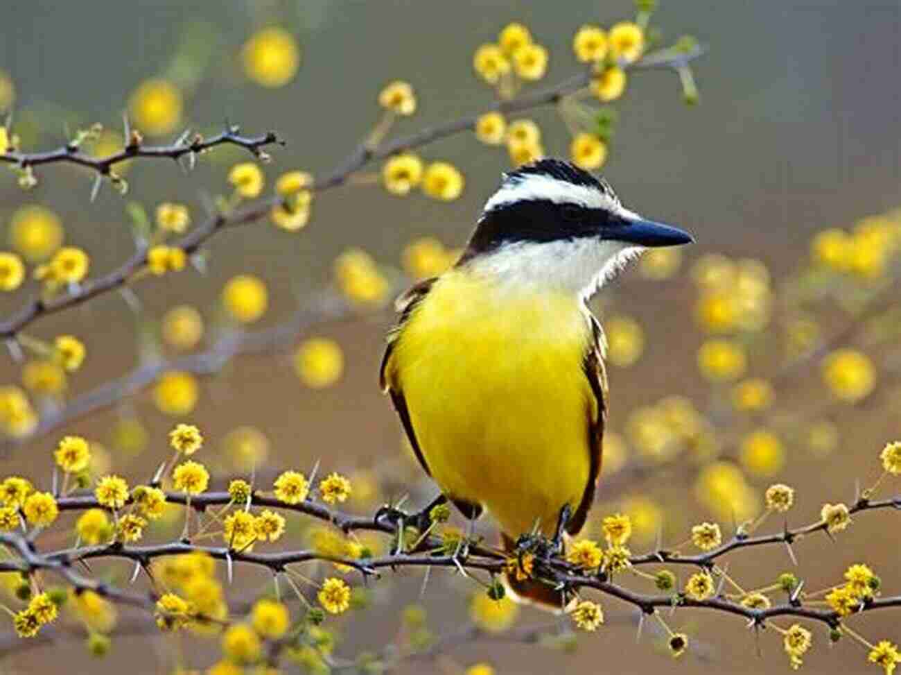 Great Kiskadee 100 Birds Of Asuncion Carlos Carmagnola