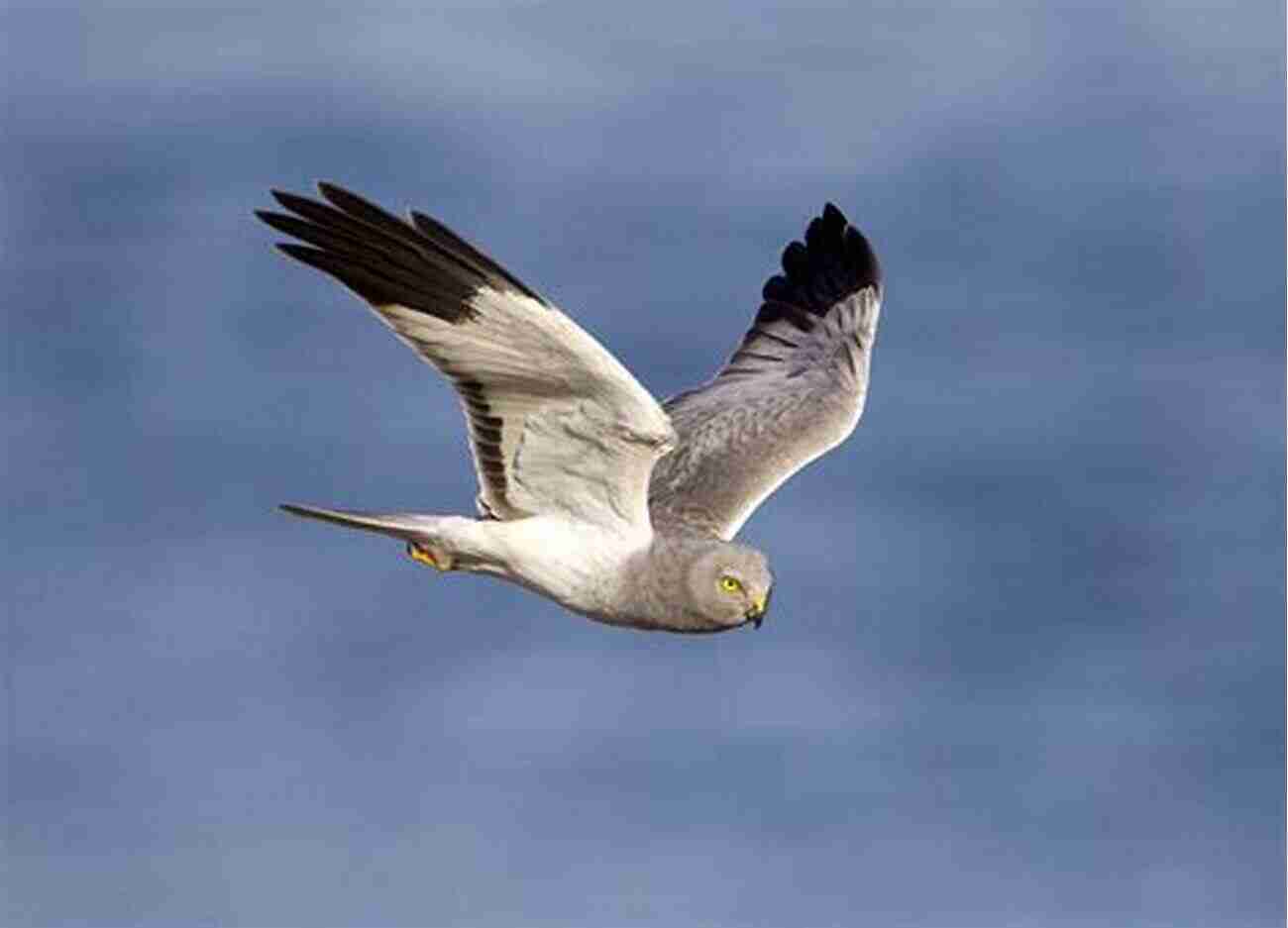 Hen Harrier Displaying Its Hunting Prowess Bowland Beth: The Life Of An English Hen Harrier