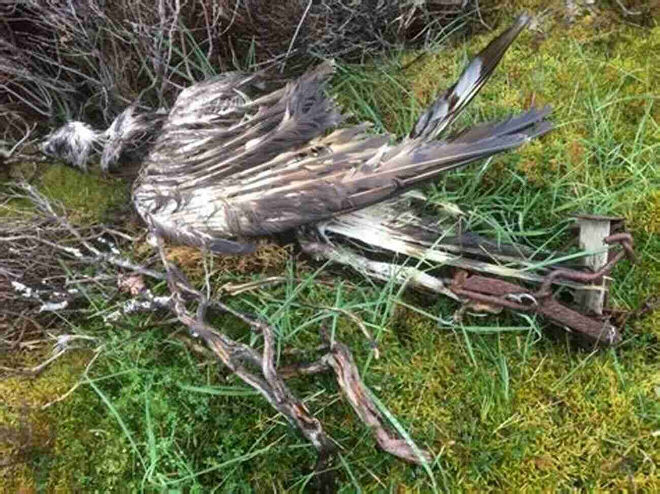 Hen Harrier Threatened By Illegal Persecution Bowland Beth: The Life Of An English Hen Harrier