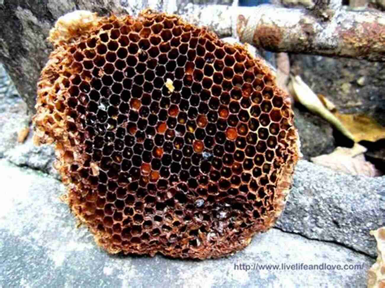 Honeybees Building Hexagonal Honeycombs Darwin S Unfinished Business: The Self Organizing Intelligence Of Nature