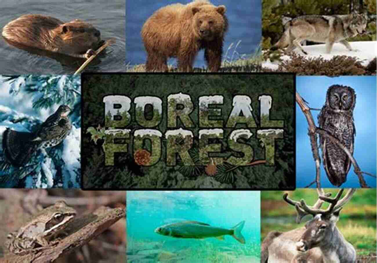 Immerse Yourself In The Diverse Wildlife Of The Boreal Forest Paddling The Boreal Forest: Rediscovering A P Low