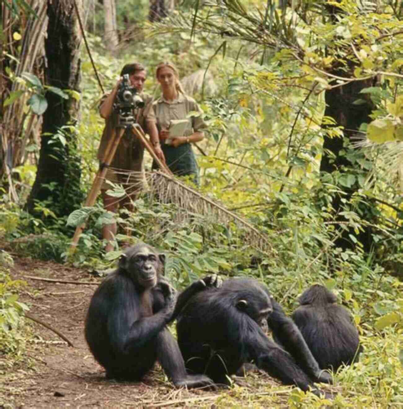 Jane Goodall Studying Gorillas In Their Natural Habitat Jane Goodall S Animal World Gorillas