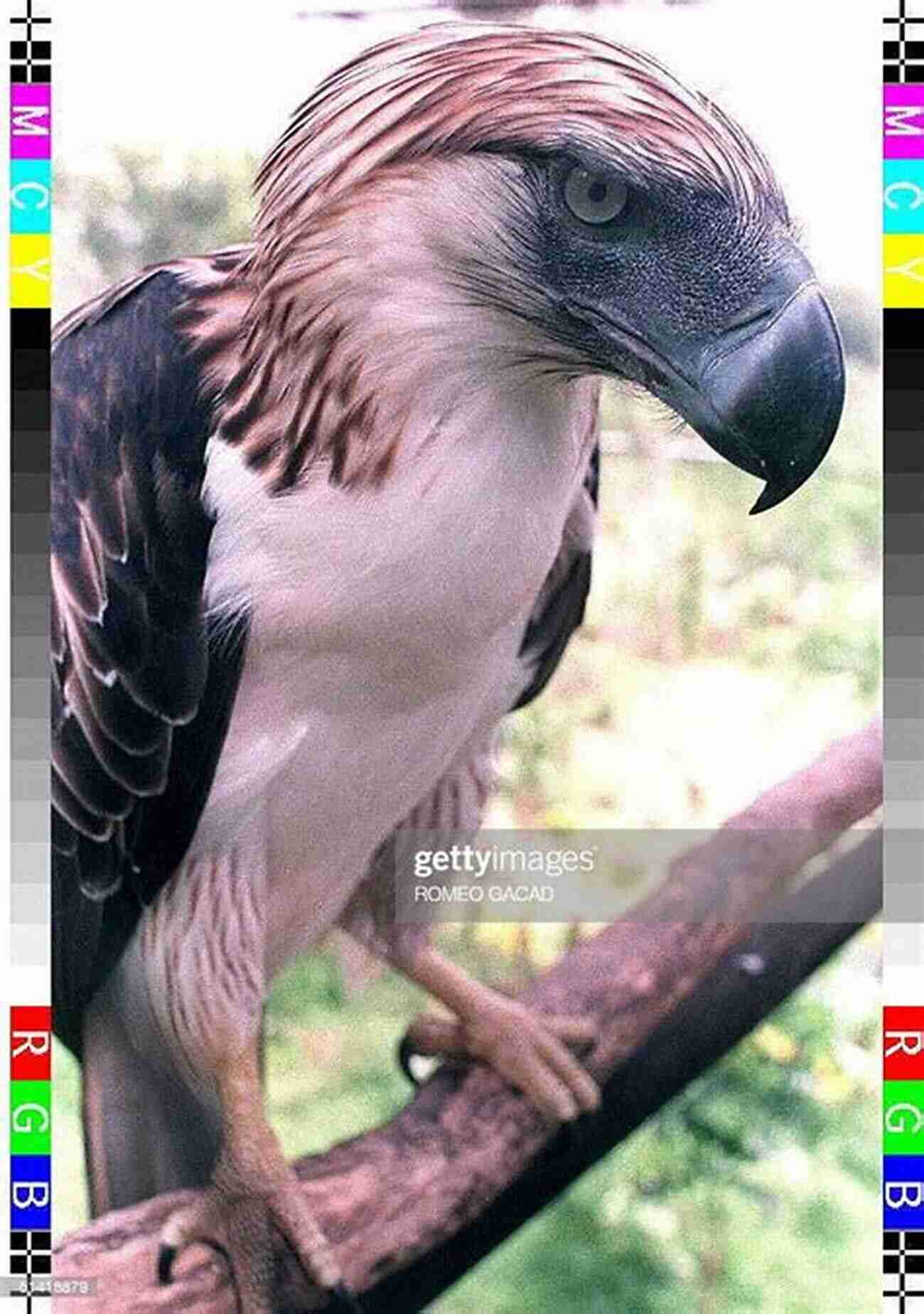 Magnificent Philippine Eagle Perched On A Branch ENDANGERED: Undefended Species Threatened With Extinction