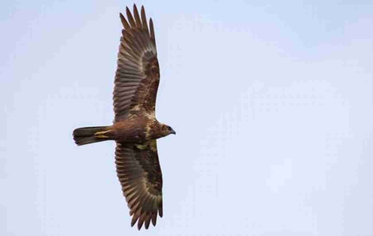 Majestic Hen Harrier Soaring In The Sky Bowland Beth: The Life Of An English Hen Harrier