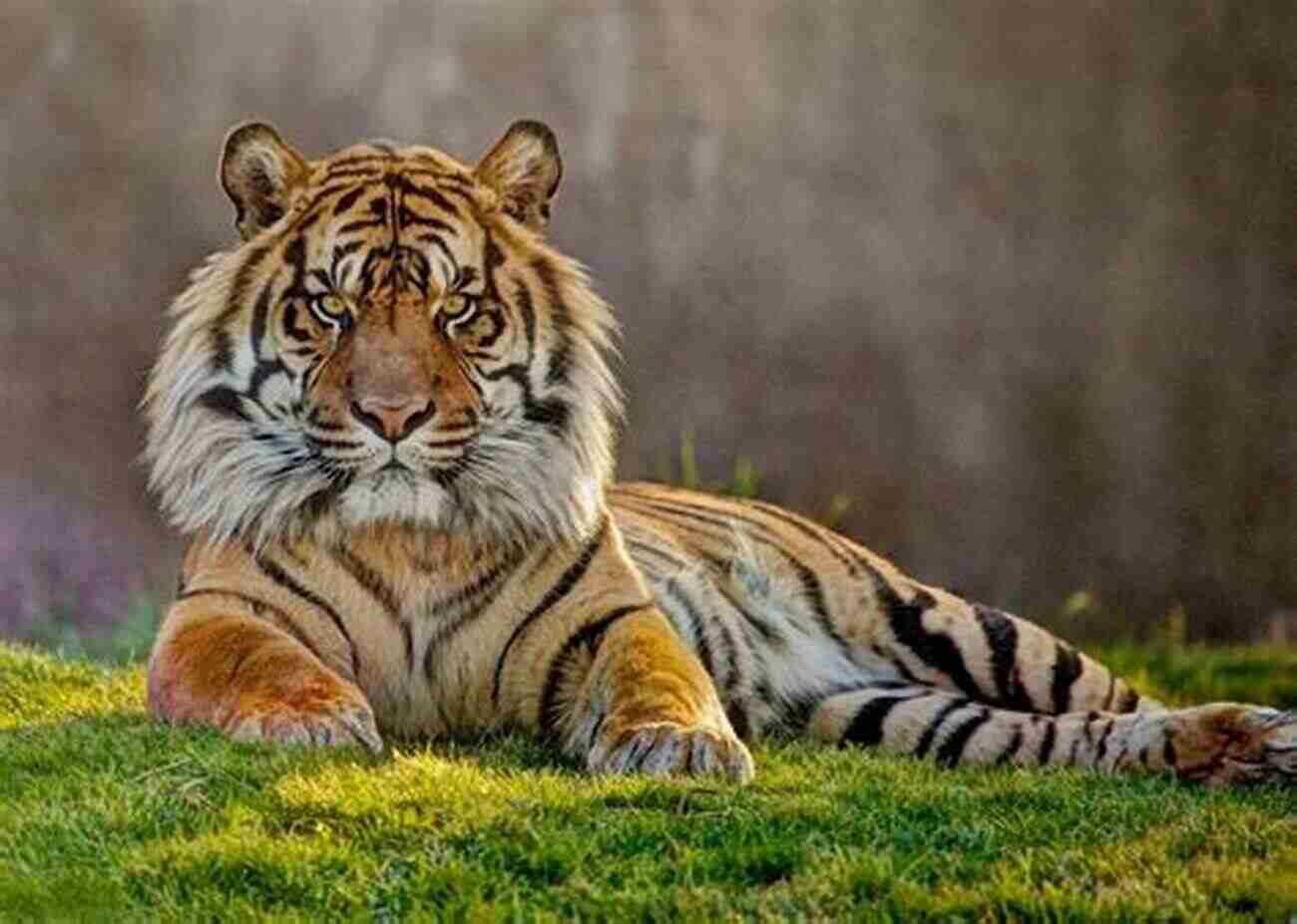 Majestic Sumatran Tiger In The Jungle ENDANGERED: Undefended Species Threatened With Extinction