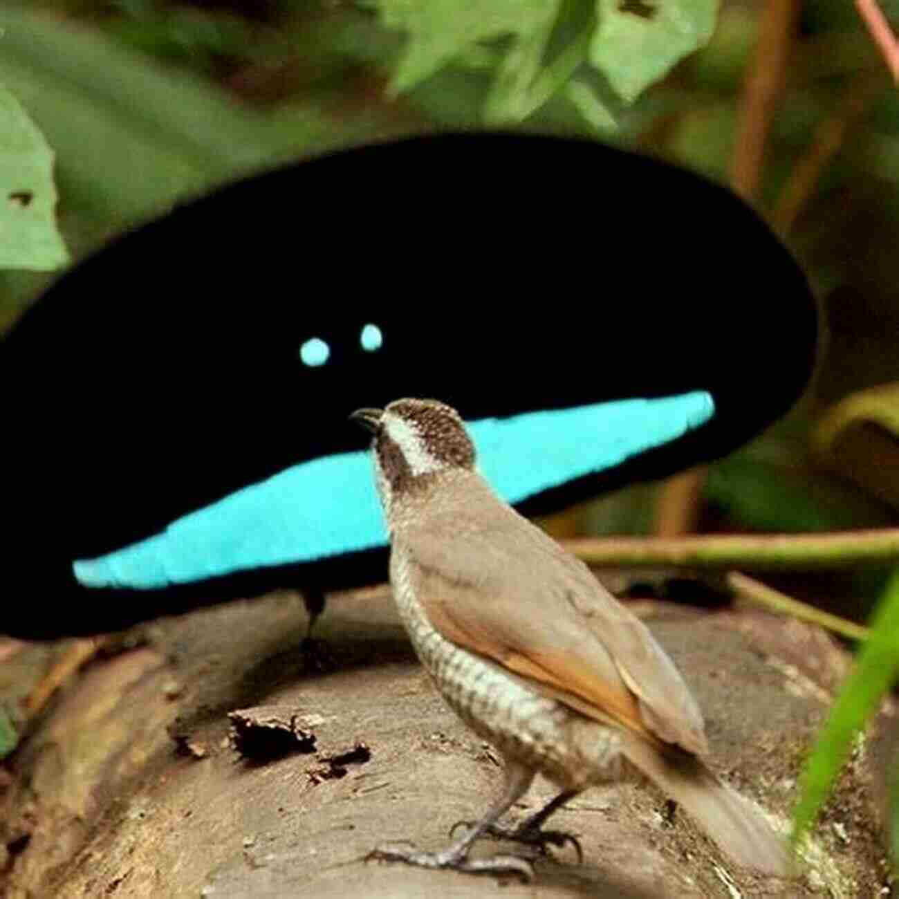 Male Bird Of Paradise Displaying Vibrant Plumage In Its Courtship Dance Odd Couples: Extraordinary Differences Between The Sexes In The Animal Kingdom