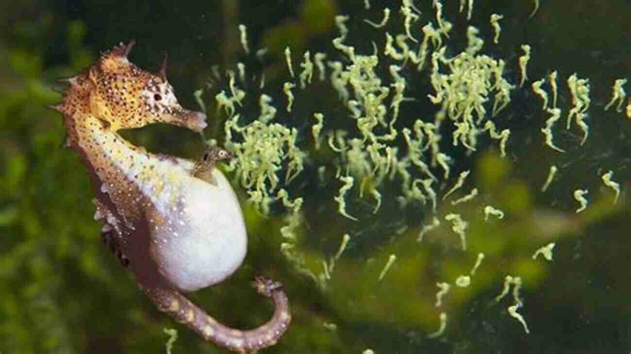 Male Seahorse Carrying Eggs In Its Brood Pouch Odd Couples: Extraordinary Differences Between The Sexes In The Animal Kingdom