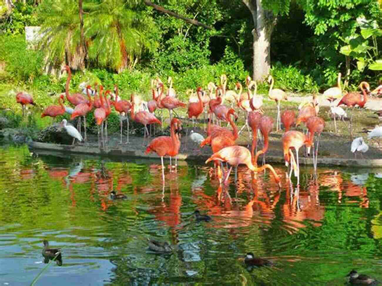 Miami MetroZoo Discover A Wide Array Of Wildlife In This Expansive Zoo Miami Travel Guide 2021 : 20 Cool Things To Do During Your Trip To Miami