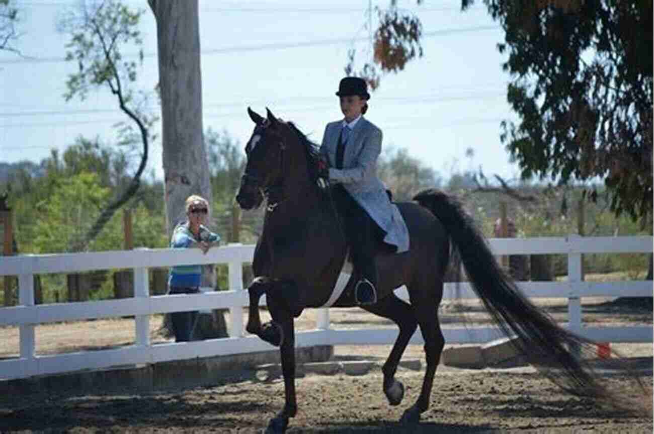 Morgan Horse In Show Ring Meet The Morgans: The Stars Of The Morgan Horse