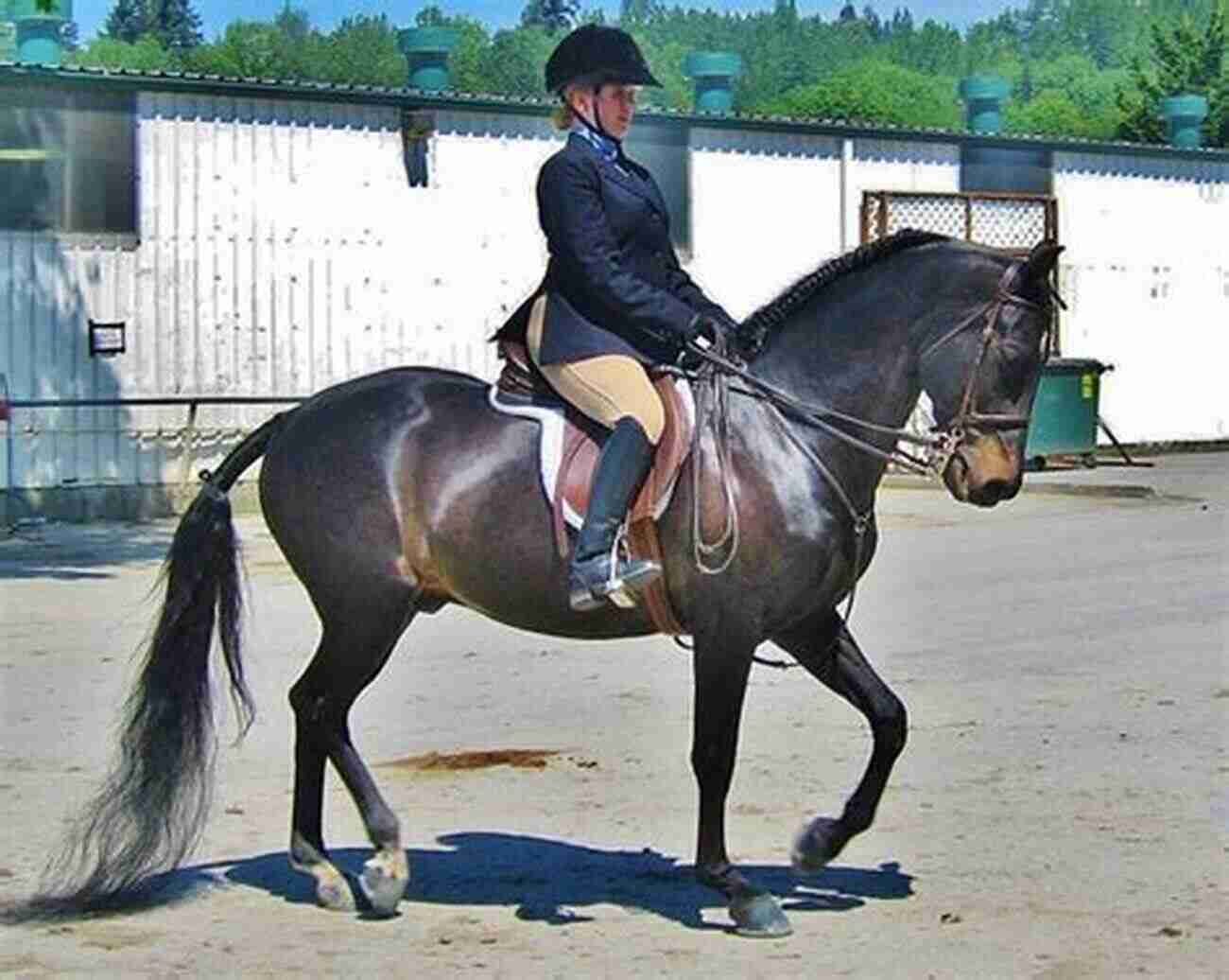 Morgan Horse Performing Dressage Meet The Morgans: The Stars Of The Morgan Horse