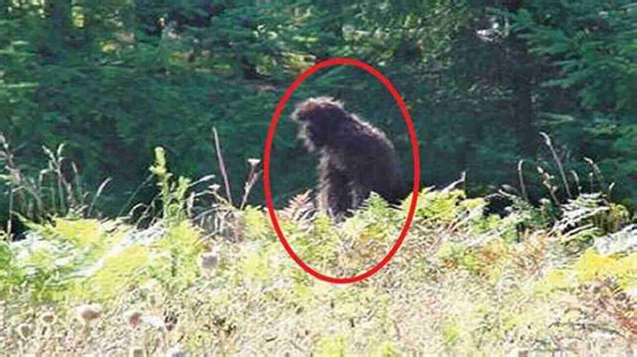 Most Intriguing Encounters With Bigfoot Unexplained Anecdotes Bigfoot Behavior I: The Anecdotal Evidence