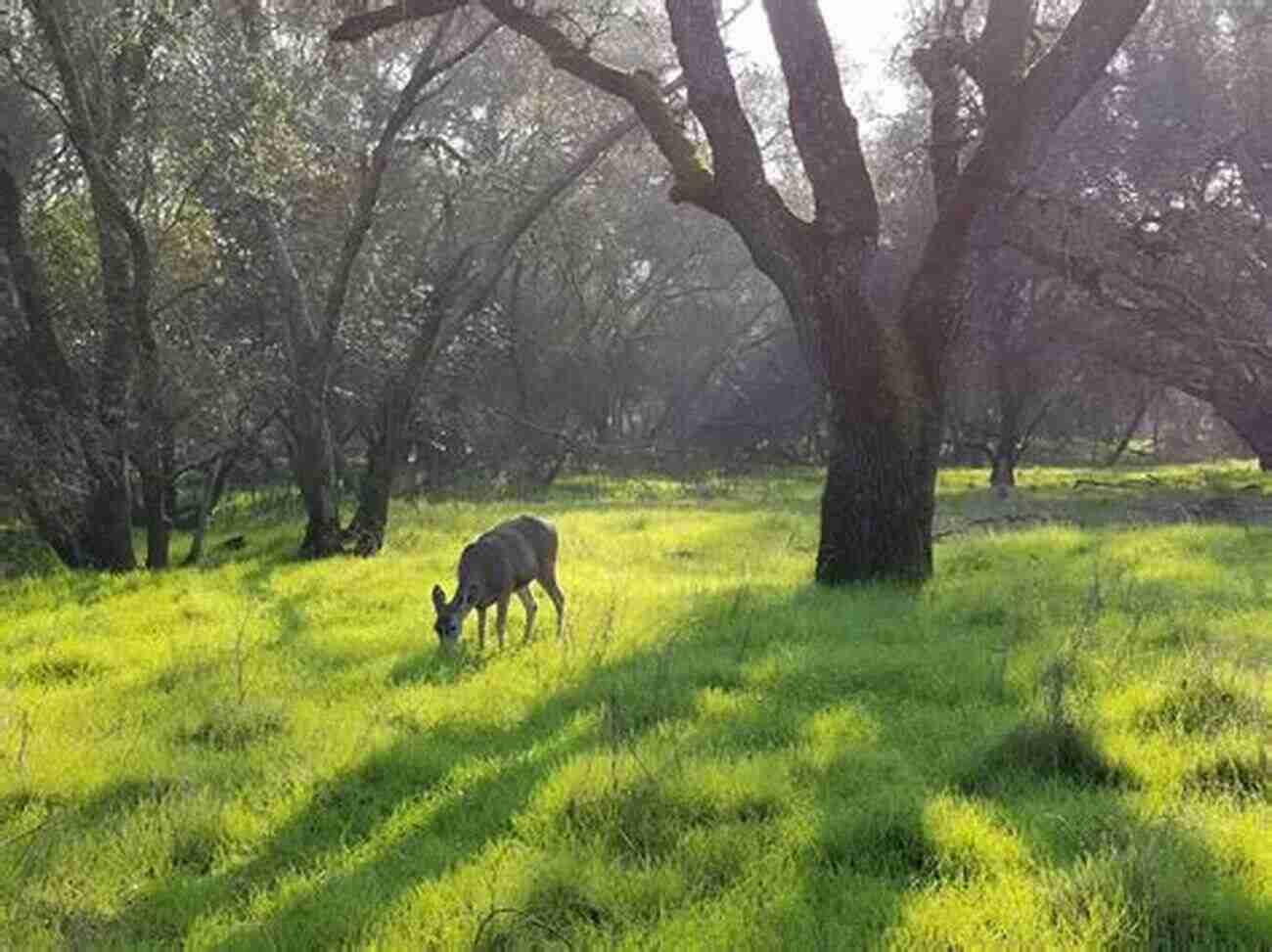 Peaceful View Of The Effie Yeaw Nature Center Top Trails: Sacramento: Must Do Hikes For Everyone