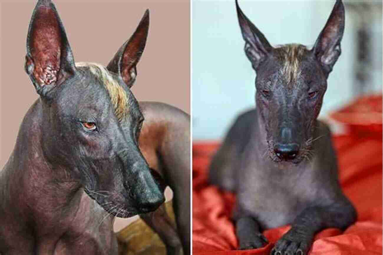 Pharaoh Hound: A Beautiful And Regal Dog Breed With Ancient Origins. Pharaoh Hound (Comprehensive Owner S Guide)