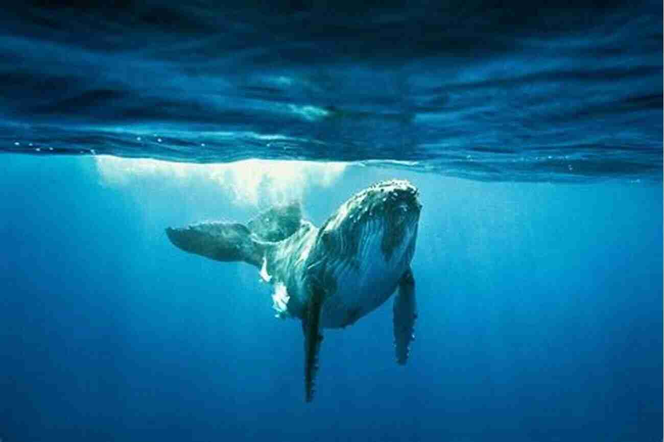 Rebecca Pillsbury Diving Amidst A Pod Of Majestic Humpback Whales Guided By Whales Rebecca Pillsbury