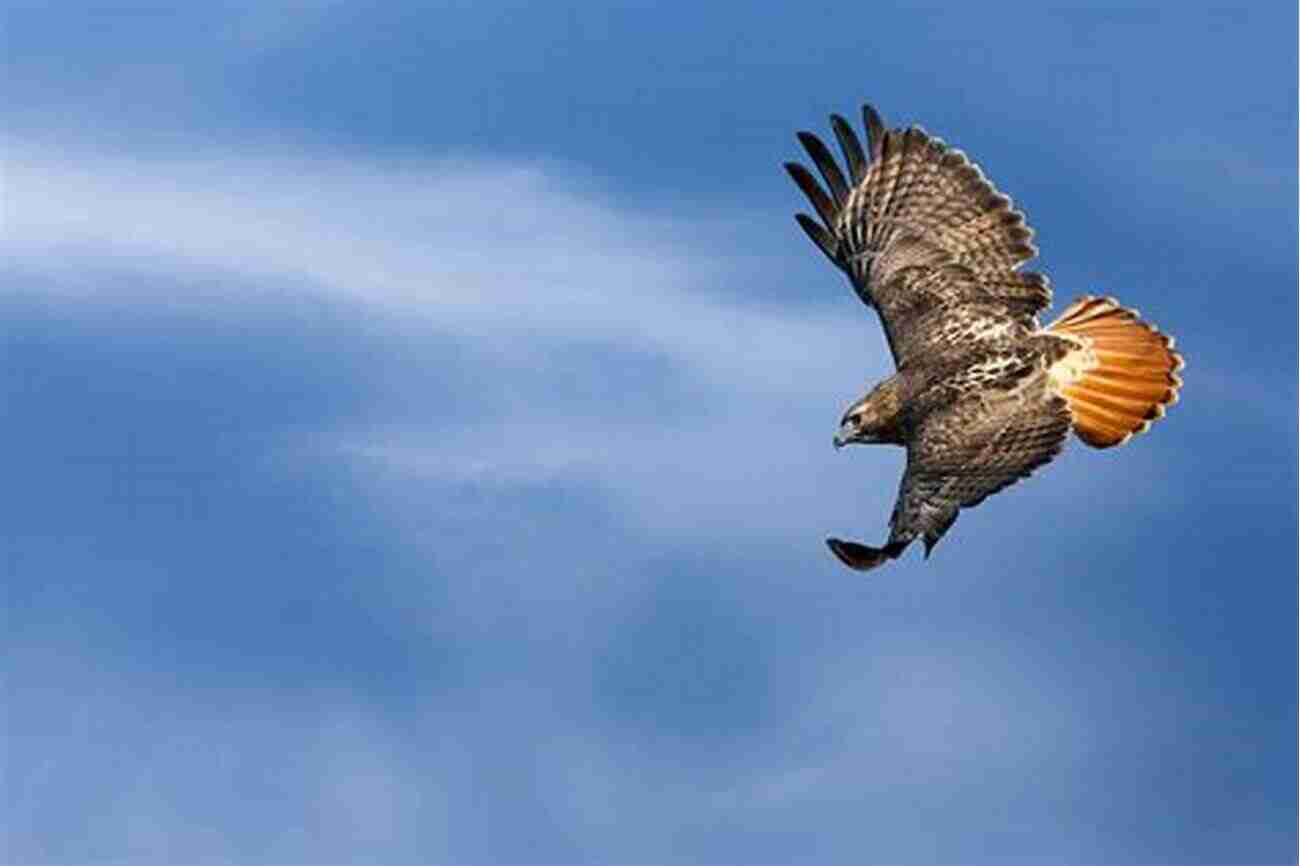 Red Tailed Hawk Soaring Elegantly In The Sky Wild Bird Guide: Red Tailed Hawk (Wild Bird Guides)