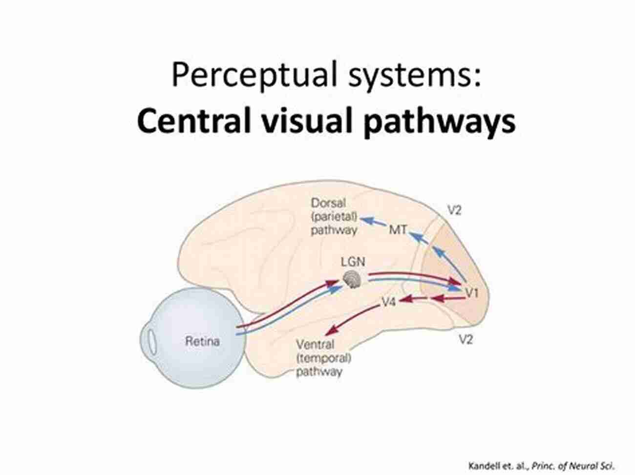 Retina The Gateway To Visual Perception From Photon To Neuron: Light Imaging Vision