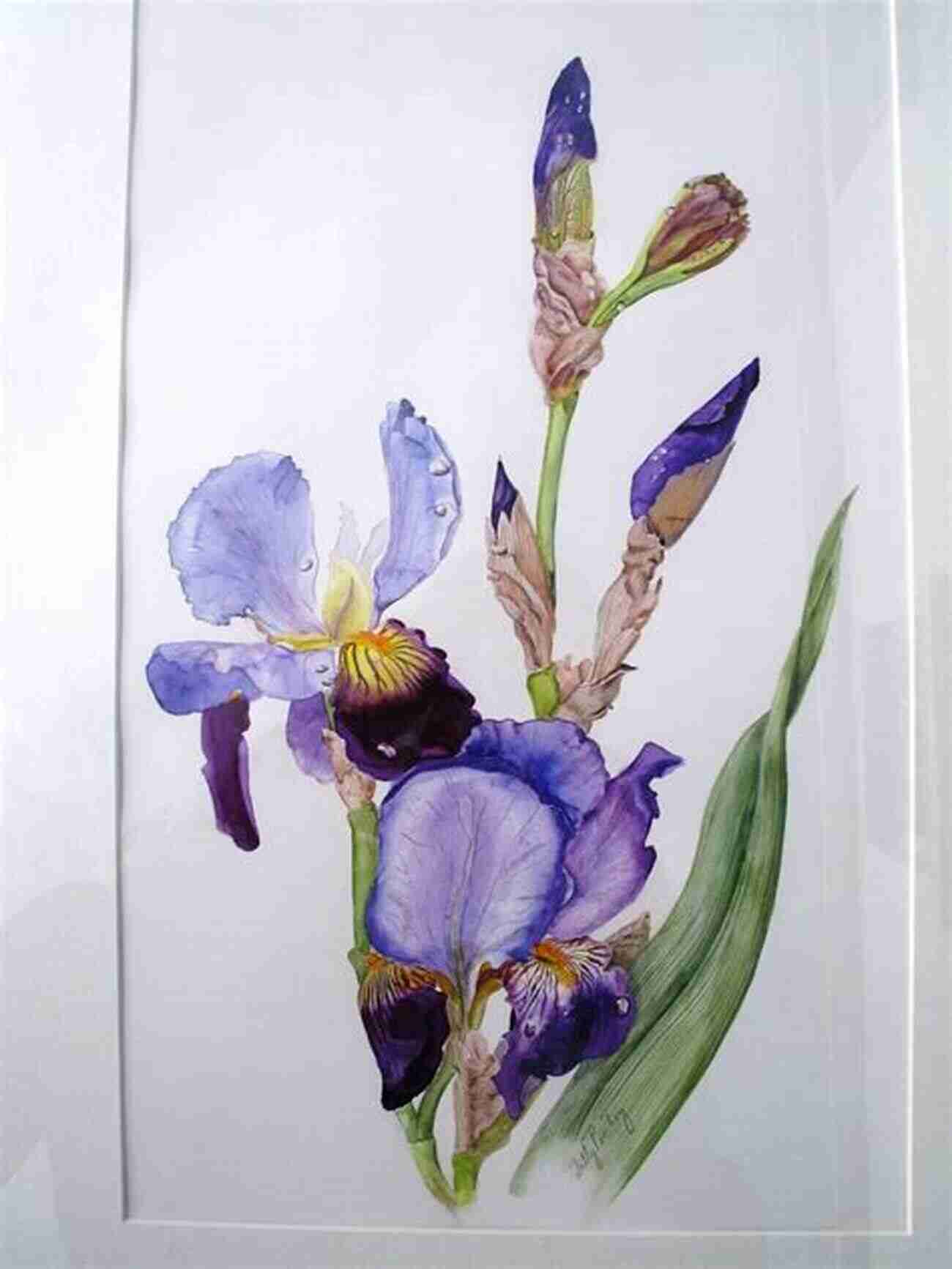 Sally Pinhey Renowned Botanical Illustrator Botanical Illustrator S Handbook Sally Pinhey