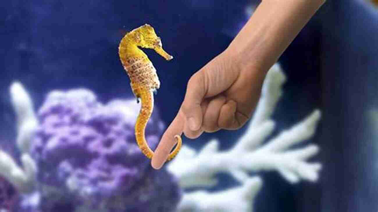 Seahorse Feeding Seahorses For Beginners: (Abridged) Mike French