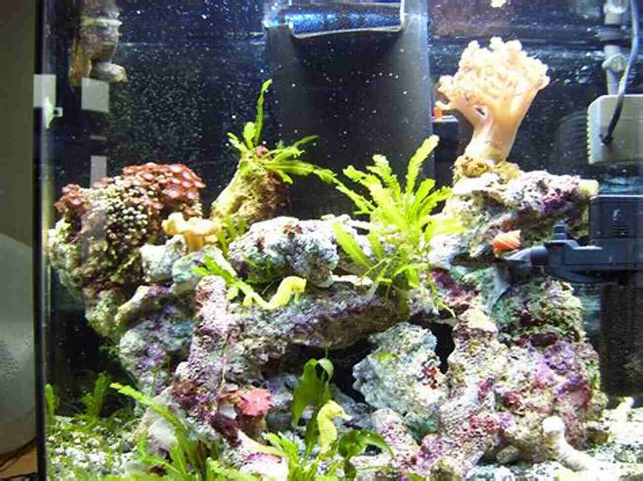 Seahorse Tank Setup Seahorses For Beginners: (Abridged) Mike French