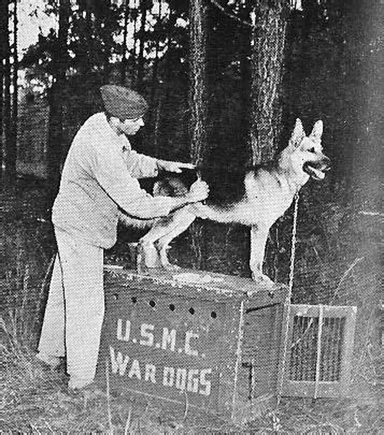 Sergeant Max, The Courageous German Shepherd Who Served In World War II The Dogs I Ve Known In 2 Wars: One: Iraq