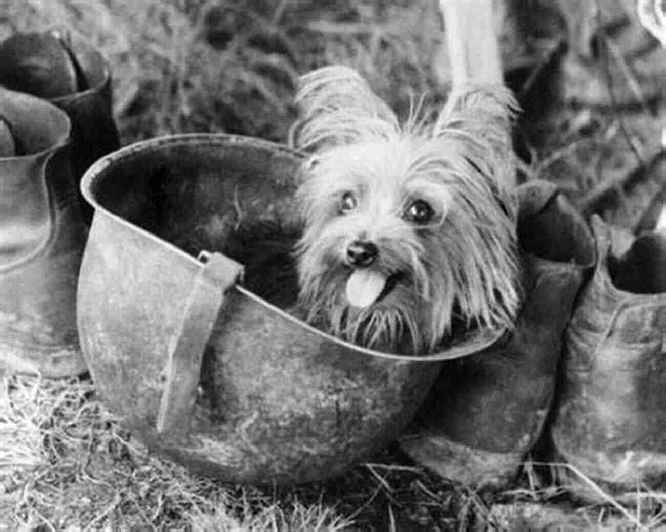 Smoky, The Heroic Yorkshire Terrier Who Served In World War II The Dogs I Ve Known In 2 Wars: One: Iraq