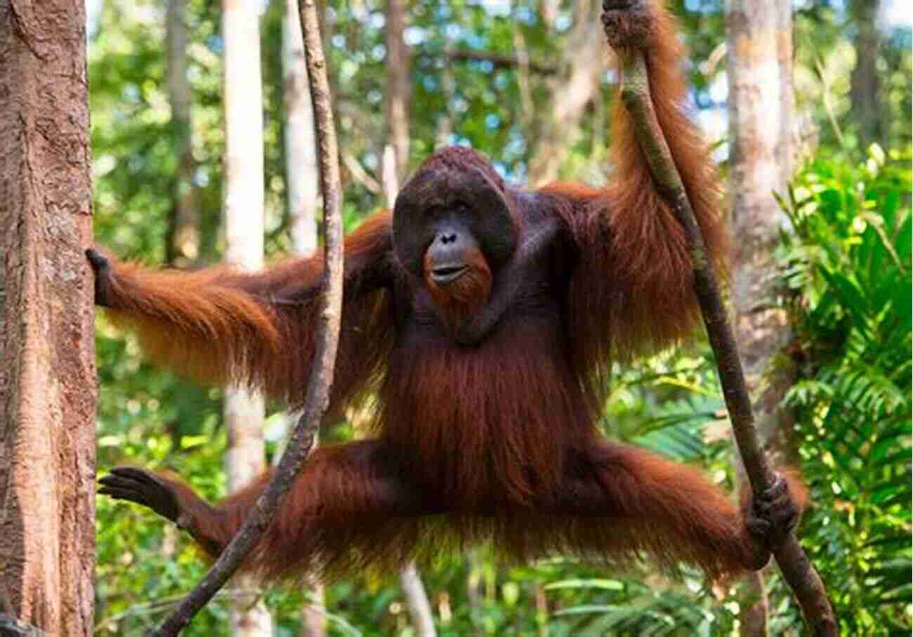 Sumatran Orangutan Swinging From Tree Branches ENDANGERED: Undefended Species Threatened With Extinction