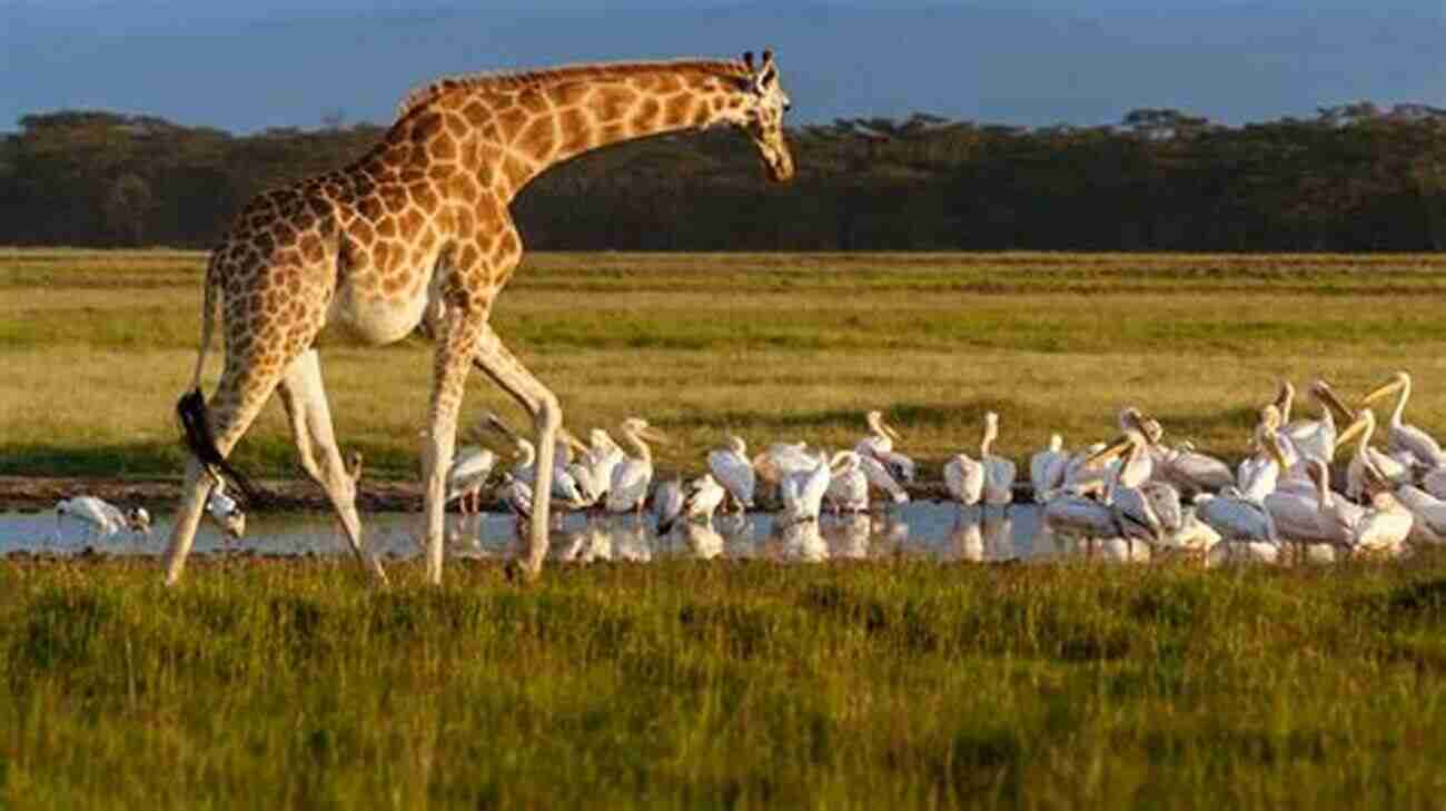 Taking A Walk In Lake Nakuru National Park, Surrounded By Breathtaking Wildlife And Landscapes MEMOIRS OF A TOUR GUIDE KENYA