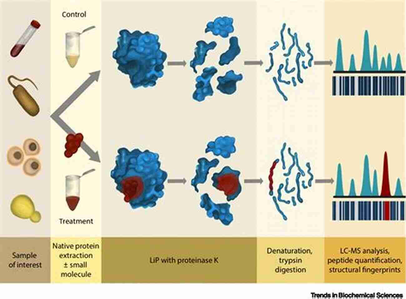 Targeting Protein Protein Interactions By Small Molecules