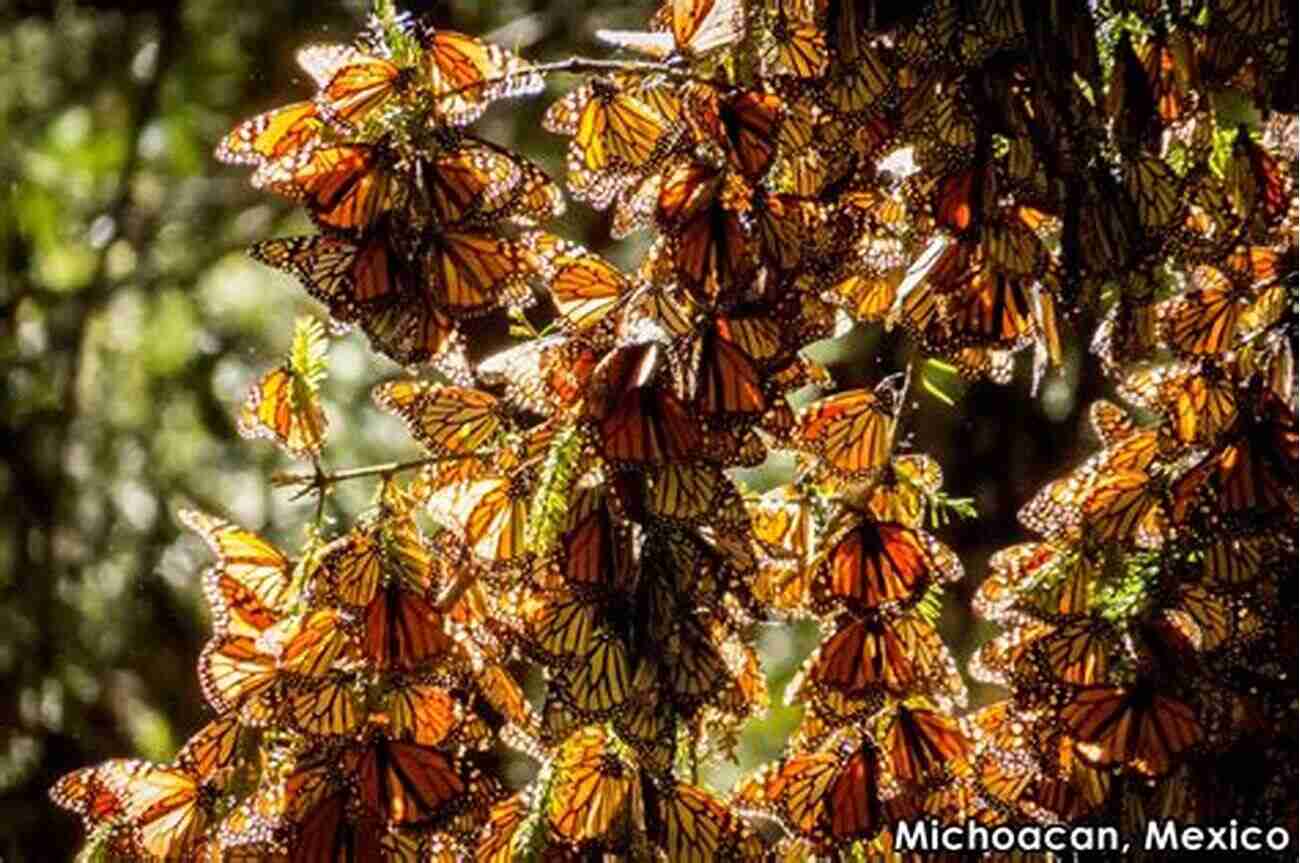 The Butterfly Forest A Whimsical Place Filled With Beauty And Wonder And Actually (The Butterfly Novels 3)