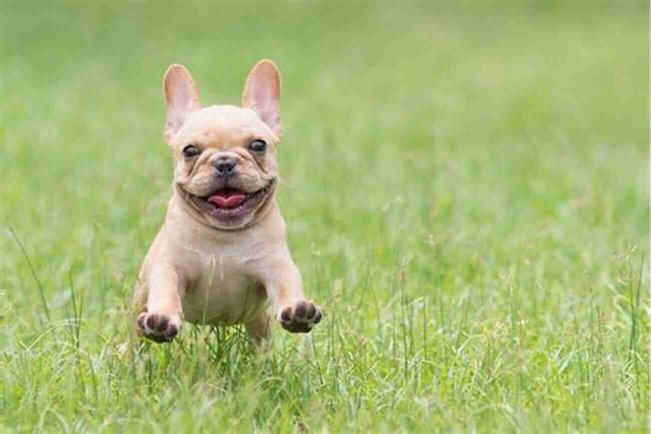 The Happy French Bulldog A Playful And Lovable Breed The Happy French Bulldog: Raise Your Puppy To A Happy Well Mannered Dog (Happy Paw Series) (The Happy Paw Series)