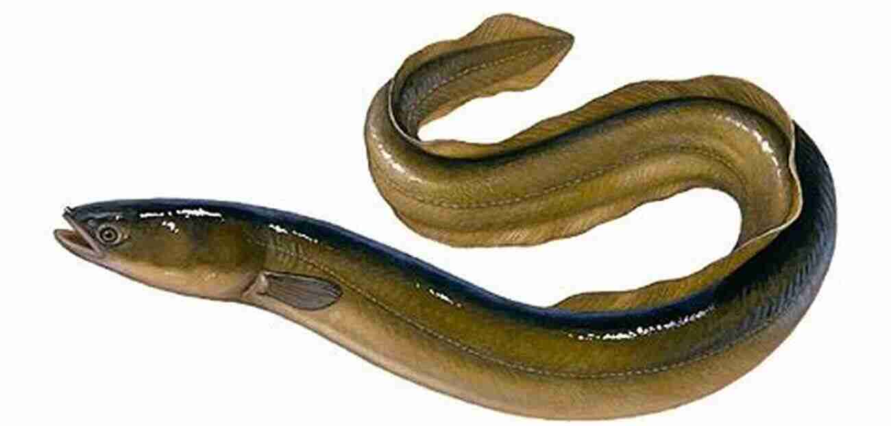 The Peculiar European Eel Freshwater Fish In England: A Social And Cultural History Of Coarse Fish From Prehistory To The Present Day