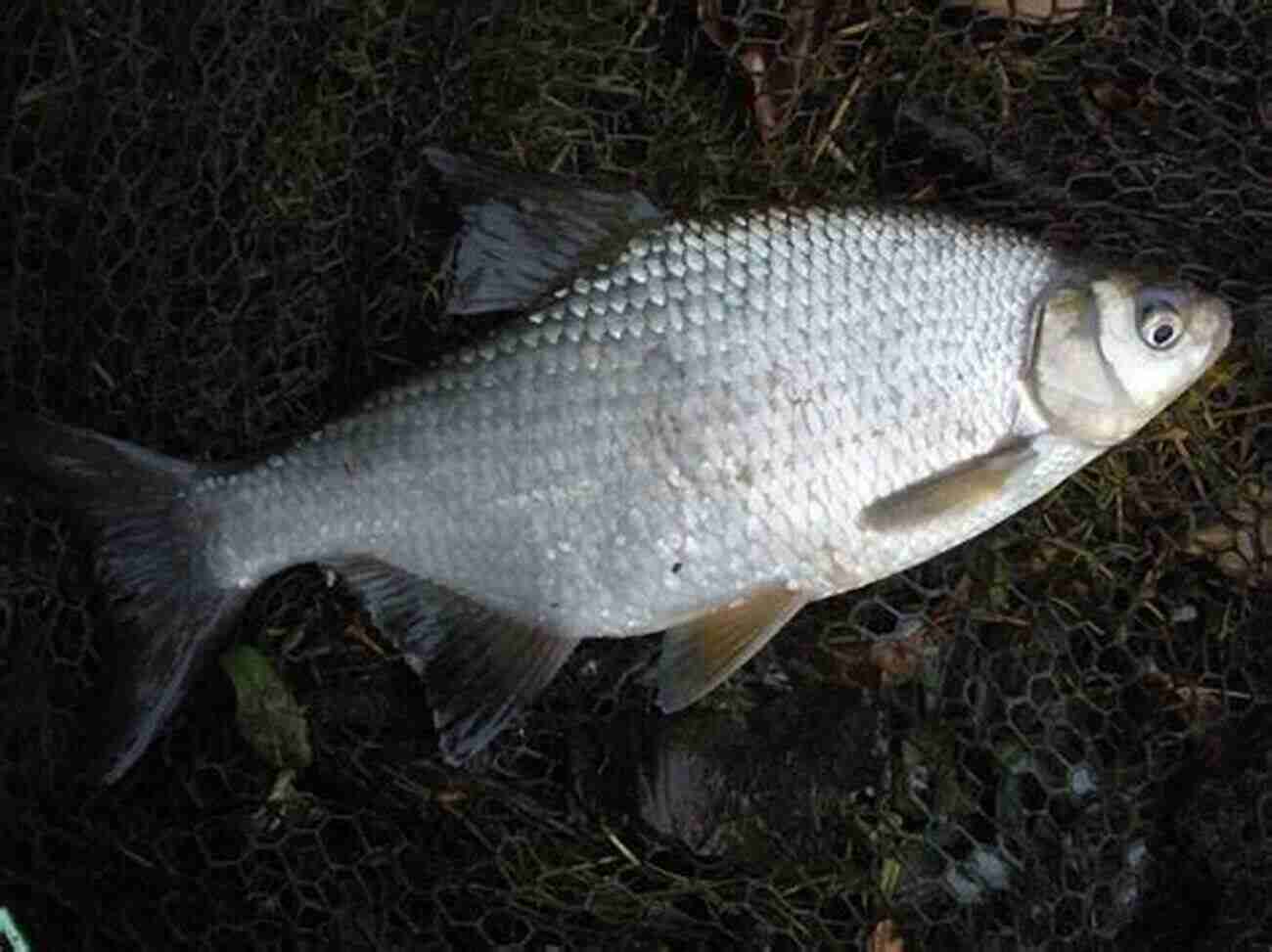 The Silent Beauties: Roach And Bream Freshwater Fish In England: A Social And Cultural History Of Coarse Fish From Prehistory To The Present Day