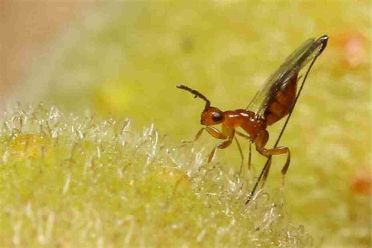 The Dance Of Fig Wasps Gods Wasps And Stranglers: The Secret History And Redemptive Future Of Fig Trees