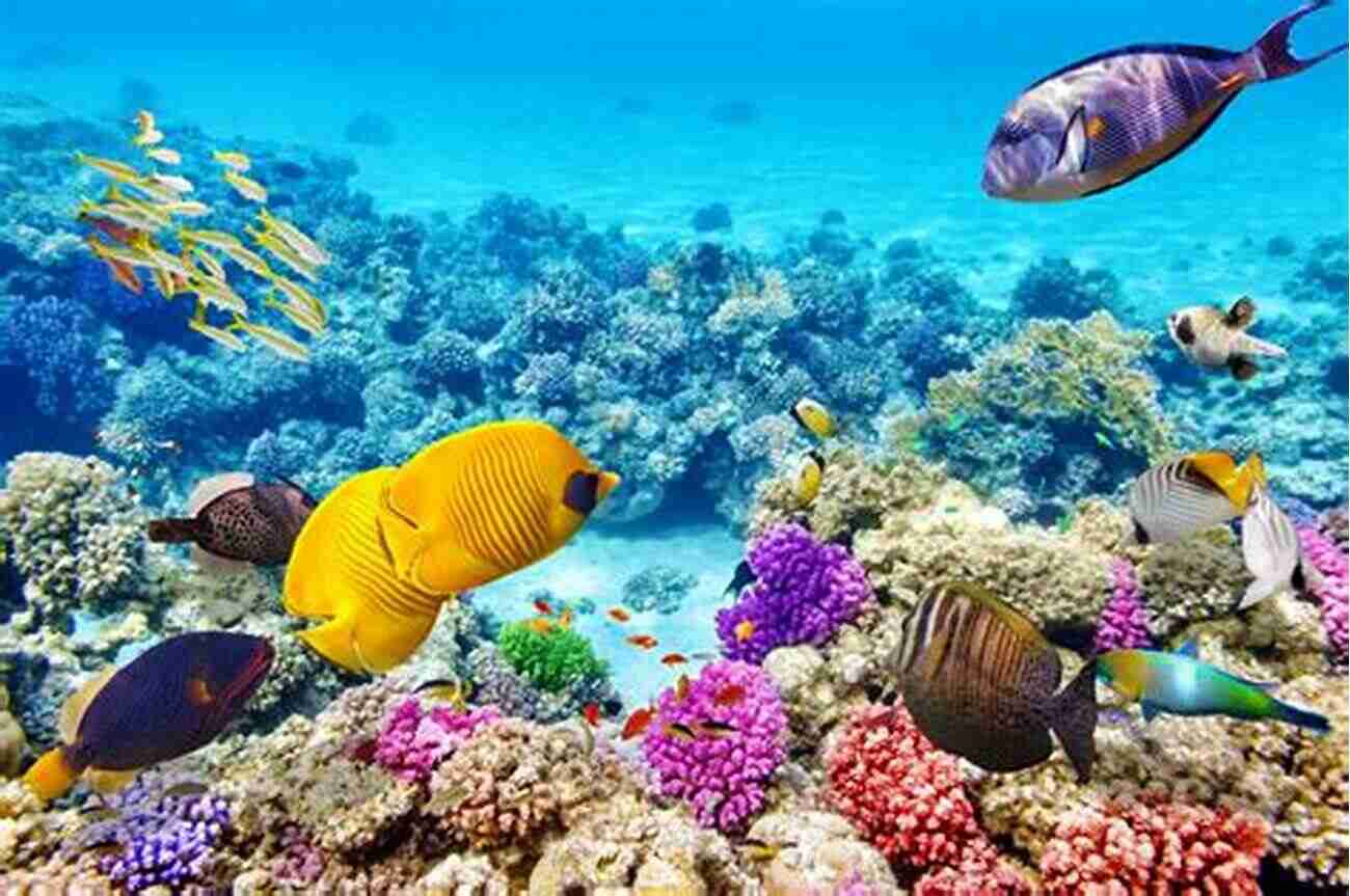 The Vibrant Marine Life At The Great Barrier Reef Adventure Before Dementia Down Under: An Epic Journey