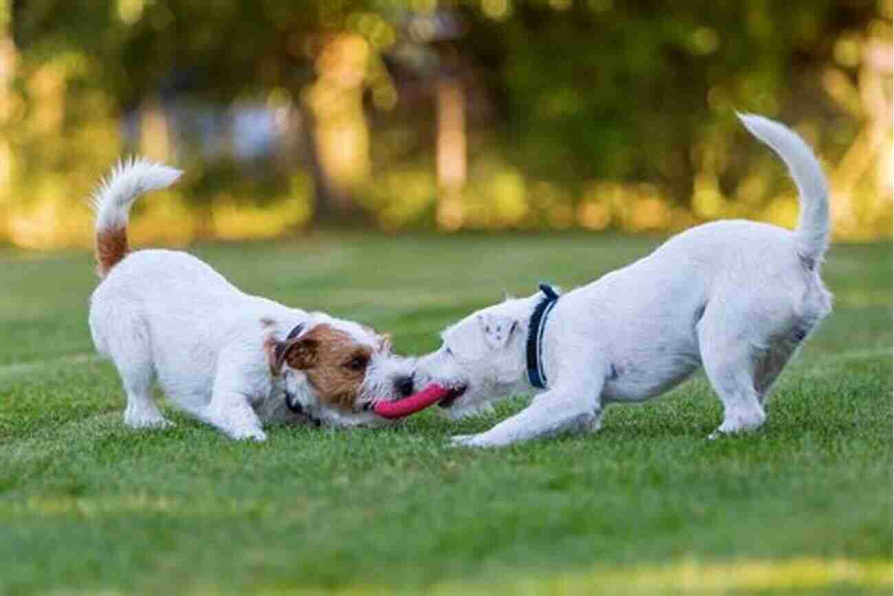 Two Dogs Playing Joyfully In A Park Canine Play Behavior The Science Of Dogs At Play