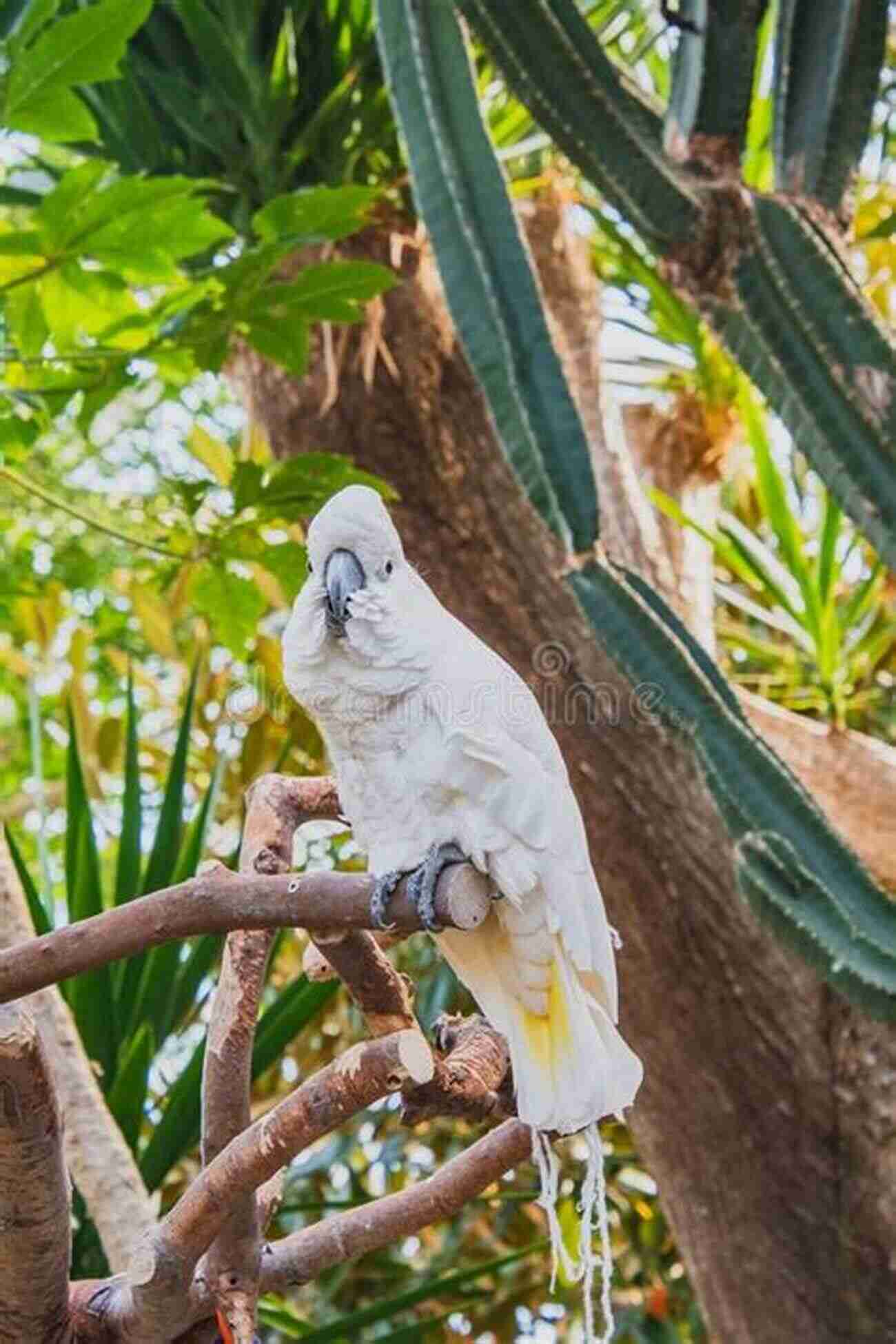 Umbrella Cockatoos Lounging On A Tree Branch Umbrella Cockatoos As Pets Umbrella Cockatoos For Keeping Pros And Cons Care Housing Diet And Health