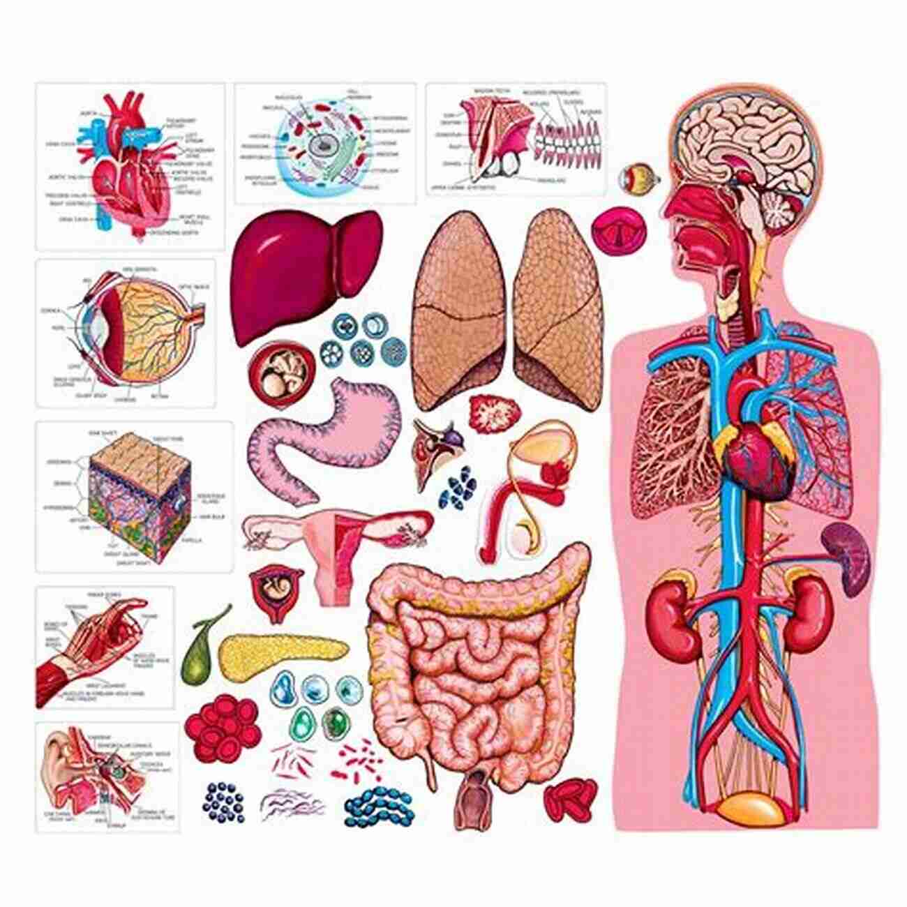 Understanding The Intricate Workings Of The Human Body Anatomy And Physiology For Students Anatomy And Physiology For Students: A College Level Study Guide For Life Science And Allied Health Majors