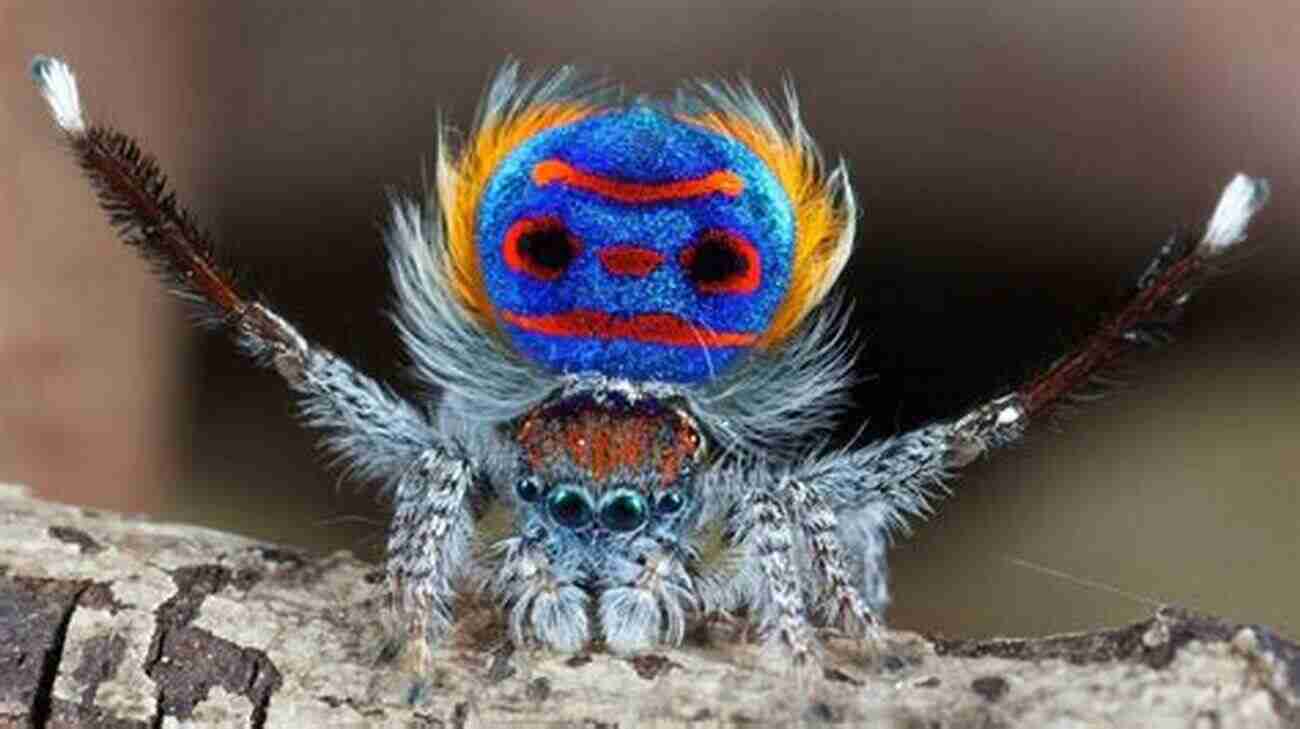 Vibrant And Intricate Patterned Peacock Spider Displaying Its Colorful Abdomen Odd Couples: Extraordinary Differences Between The Sexes In The Animal Kingdom