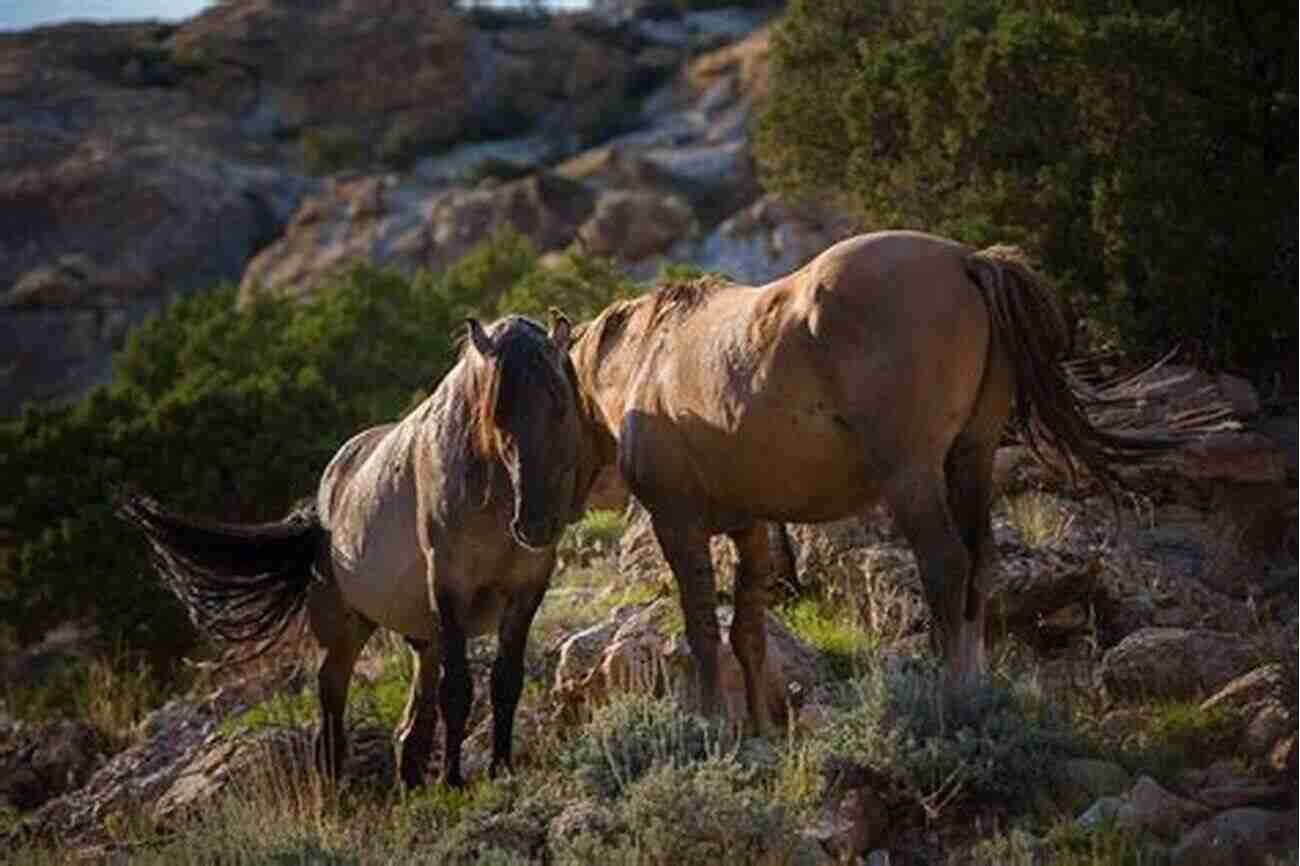 Witness The Breathtaking Beauty Of Mustang Landscape Mustang Ride Custom Writings